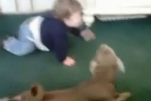 【おもしろ動物】赤ちゃんのハイハイをマネする犬が可愛すぎる!!飼い主は爆笑www